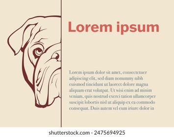 Impresionante fondo de Vector para Anuncios: medio bozal de un poderoso Bulldog Inglés con lugar para su texto. Fondos de Anuncio de Vector únicos de Descubra que combinan fuerza y elegancia.