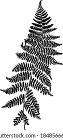 the imprint of the fern leaf