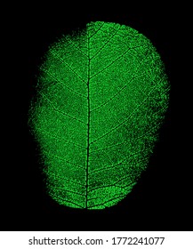 Impresión de hoja de árbol verde aislada en fondo negro. Elemento de diseño, logotipo, símbolo de conservación de la naturaleza, ecología.