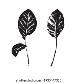 The imprint of a leaf of a Goan tree. Black silhouette of a leaf on a white background. Suitable for design, pattern, print, postcard. Botanical vector illustration.