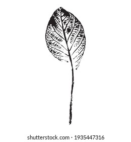 The imprint of a leaf of a Goan tree. Black silhouette of a leaf on a white background. Suitable for design, pattern, print, postcard. Botanical vector illustration.