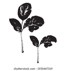 The imprint of a leaf of a Goan tree. Black silhouette of a leaf on a white background. Suitable for design, pattern, print, postcard. Botanical vector illustration.