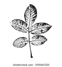 The imprint of a leaf of a Goan tree. Black silhouette of a leaf on a white background. Suitable for design, pattern, print, postcard. Botanical vector illustration.