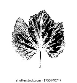 Impresión de una hoja de uva. Elemento botánico aislado. Adecuado para diseño, decoración, impresión, postal, patrón. Ilustración vectorial.