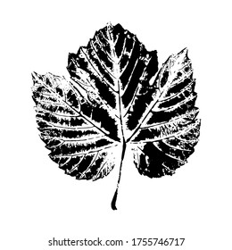 Imprint of a leaf of grapes. Isolated botanical element. Suitable for design, decoration, print, postcard, pattern. Vector illustration.