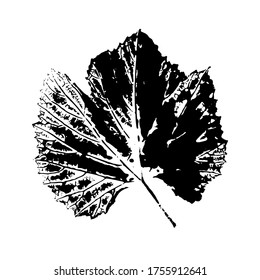 Imprint of a leaf of grapes. Isolated botanical element. Suitable for design, decoration, print, postcard, pattern. Vector illustration.