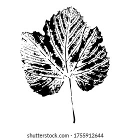 Impresión de una hoja de uva. Elemento botánico aislado. Adecuado para diseño, decoración, impresión, postal, patrón. Ilustración vectorial.