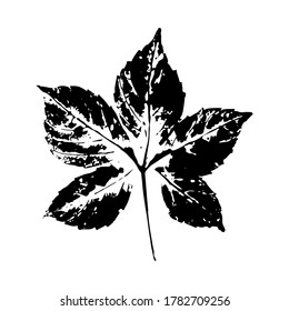 Imprint of a leaf of grapes. Isolated botanical element. Suitable for design, decoration, print, postcard, pattern. Vector illustration.