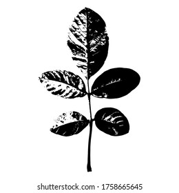 The imprint of a leaf of a guava tree. Black silhouette of a leaf on a white background. Suitable for design, pattern, print, postcard. Botanical vector illustration.