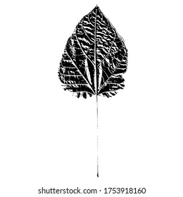 Aufdruck eines Laubes eines Baumes. Schwarze Silhouette eines Blattes auf weißem Hintergrund. Geeignet für Design, Muster, Druck, Postkarte. Botanische Vektorgrafik.