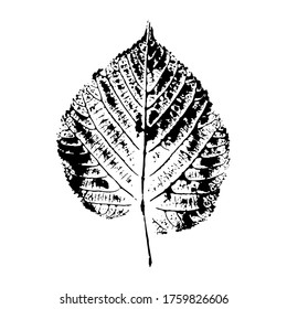 Imprint of a leaf of a tree. Isolated botanical element. Suitable for design; pattern; postcard; print. Vector illustration.