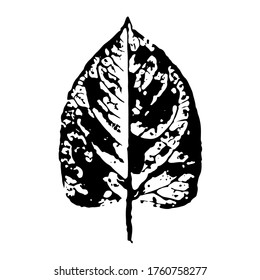 Imprint of a leaf of a tree. Isolated botanical element. Suitable for design; pattern; postcard; print. Vector illustration.