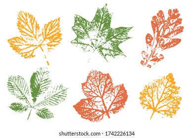 The imprint of the leaves. Colored silhouettes of leaves. Isolated objects on white background. Vector illustration.
