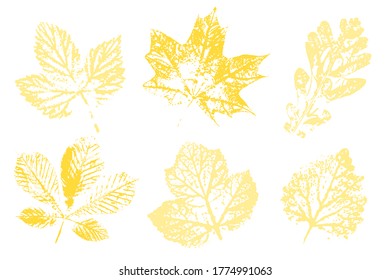 The imprint of the leaves. Natural ink imprint of autumn leaf with streaks and texture. Overlay template. Vector illustration.