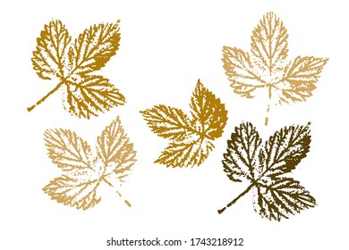 The imprint of the leaves.  Objects isolated on white. Overlay template. Vector illustration.