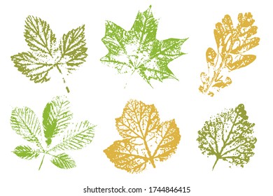 The imprint of the leaves.  Objects isolated on white. Set with stamp leaves. Vector illustration.