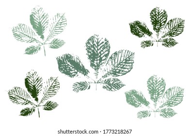 The imprint of the leaves.  Objects isolated on white. Overlay template. Vector illustration.