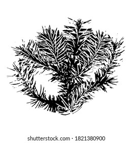 Imprint of a natural branch Christmas tree. Isolated silhouette on a white background. Suitable for New Year, Christmas, print, postcard, pattern, winter design. Botanical vector illustration.
