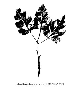 Imprint of a natural branch with leaves. Silhouette of a bush branch. Botanical vector illustration. Suitable for design, prints, postcards.
