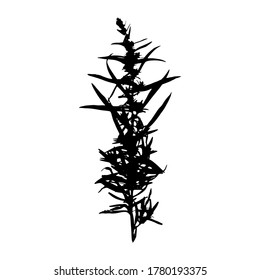Imprint of natural field grass. Decorative grass isolated elements on a white background. Suitable for design postcards, patterns. Stock vector illustration.