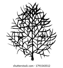 Una huella de una hoja de hierba natural. Silueta negra de césped ornamental. Ilustración vectorial botánica. Adecuado para diseño, patrón, impresión, postales.