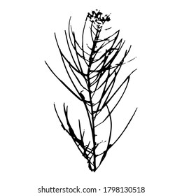 Imprint of a natural field grass leaf. Black silhouette of ornamental grass. Botanical vector illustration. Suitable for design, pattern, print, postcards.