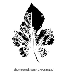 Imprint of a natural leaf of a Bush. Isolated Botanical element. Suitable for design, printing, greeting cards, decoration.