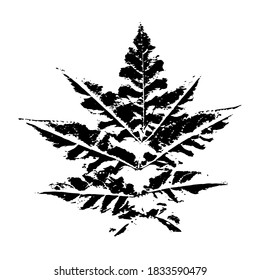 Impresión de una hoja natural. Hoja de textura de Bush. Elemento botánico para el diseño, decoración, impresión, postales. Ilustración vectorial.