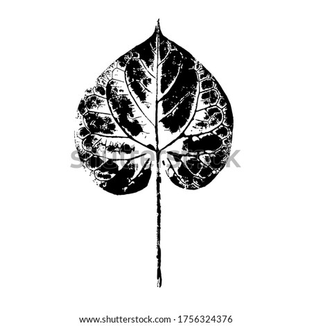 Imprint of a natural leaf of grass. Bindweed grass. Isolated botanical element. Suitable for design; pattern; postcard; print. Vector illustration.