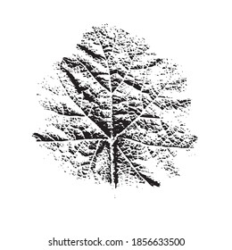 Imprint of a natural leaf of grass. Isolated botanical element. Suitable for design; pattern; postcard; print. Vector illustration.