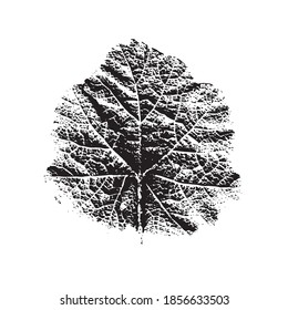 Imprint of a natural leaf of grass. Isolated botanical element. Suitable for design; pattern; postcard; print. Vector illustration.