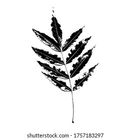 Imprint of a natural leaf of a tree. Isolated botanical element. Suitable for design; pattern; postcard; print. Vector illustration.