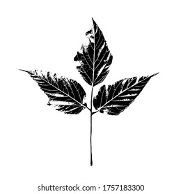 The imprint of a natural leaf of a tree. Isolated botanical element. Suitable for design; pattern; postcard; print. Vector illustration.