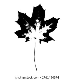 Imprint of a natural maple leaf. Isolated leaf of a tree. Botanical element for design, pattern, print, postcard, decor. Vector illustration.