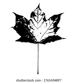 Impresión de una hoja natural de arce. Hoja aislada de un árbol. Elemento botánico para diseño, patrón, impresión, postal, decoración. Ilustración vectorial.