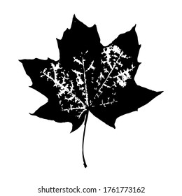 Imprint of a natural maple leaf. Isolated leaf of a tree. Botanical element for design, pattern, print, postcard, decor. Vector illustration.