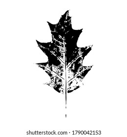 Imprint of a natural maple leaf. Isolated leaf of a tree. Botanical element for design, pattern, print, postcard, decor. Vector illustration.