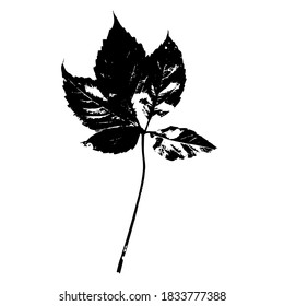 Imprint of a natural wild grape leaf. Grape leaf silhouette for design, botanical illustration, decoration, postcard, pattern. Stock vector.