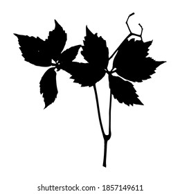 Impresión de una hoja natural de uva silvestre. Silueta de hoja de uva para diseño, ilustración botánica, decoración, postal, patrón. Vector de material.