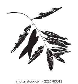 Imprint of  osier leaves. Leaves and tree branches set. Black prints of natural leaves. Suitable for botanical design, print, postcard, pattern. Vector illustration.