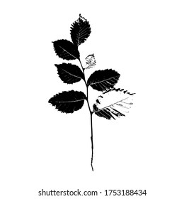 Imprints of the branches and leaves of a linden tree. Botanical vector illustration. Suitable for design, cards, patterns, patterns, prints. Vector illustration.