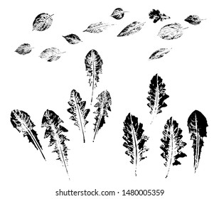 Imprints of dandelion leaves. Set of isolated black silhouettes on a white background. Vector stock illustration.