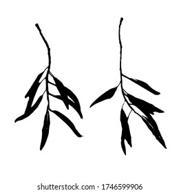 Hojas y ramas de árboles. Huellas negras de hojas naturales. Adecuado para diseño botánico, impresión, postal, patrón. Ilustración vectorial.