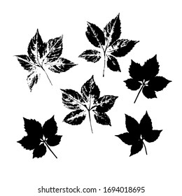 Imprints of wild grape leaves. Set of silhouettes of natural leaves of grapes. Vector illustration.
