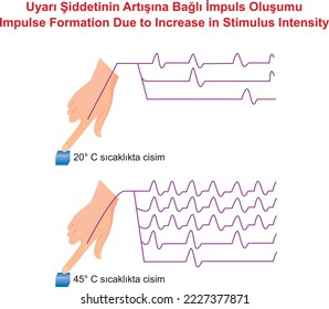 Impulse Formation Due to Increase in Stimulus Intensity