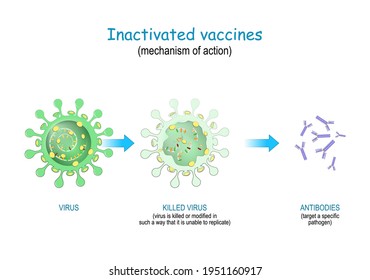 Inaktivierte Impfstoffe verwenden abgetötete oder veränderte Viren, die nicht replizierbar sind. Wirkmechanismus, um den Körper zur Bildung von Antikörpern gegen SARS-CoV-2 und verschiedene Infektionskrankheiten zu veranlassen