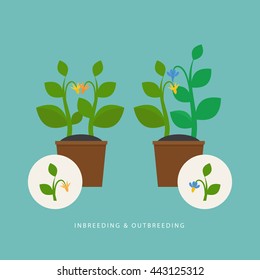 Inbreeding and outbreeding. Vector scene which show crossing of different types of plant. Flat style. Perfect for agricultural or scientific brochures, infographic, other materials.