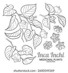 Inca Inchi Branch Outline Illustration