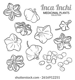 Inca Inchi Fruits and Seeds Outline Illustration