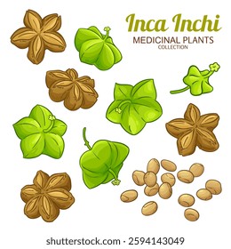 Inca Inchi Nuts and Seeds Colored Detailed Illustration.